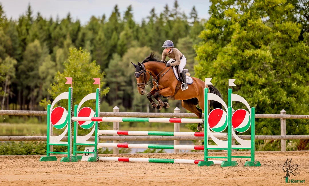Allround hästar till salu: Underbart sto!  - Annons 1