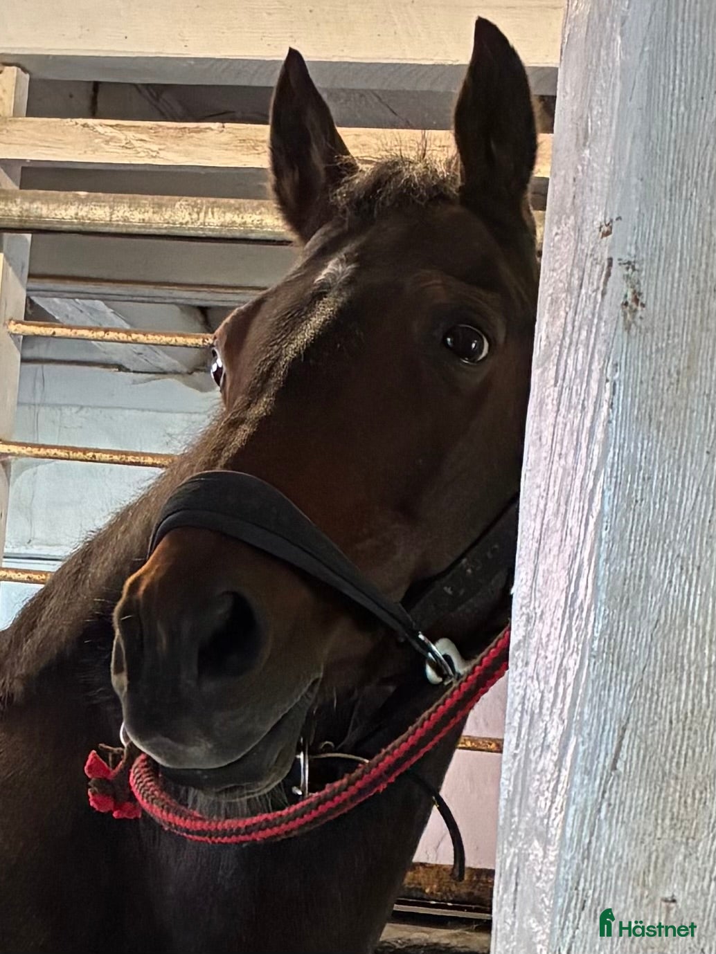  foderhäst Liten foderhäst - Annons 1