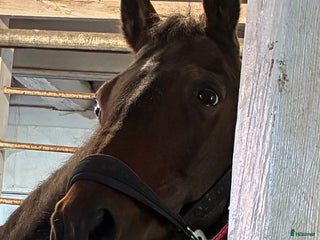 foderhäst Liten foderhäst i Gråbo - Annons 1