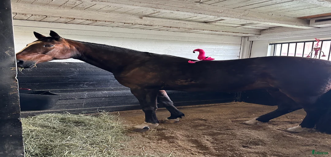 Galleribild {{count}}