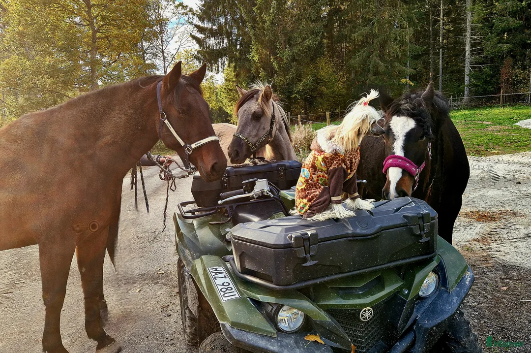 Allround hästar till salu: Underbar kallblodstjej - Annons 3