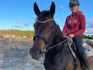 hästar i Hortlax - Annons 37