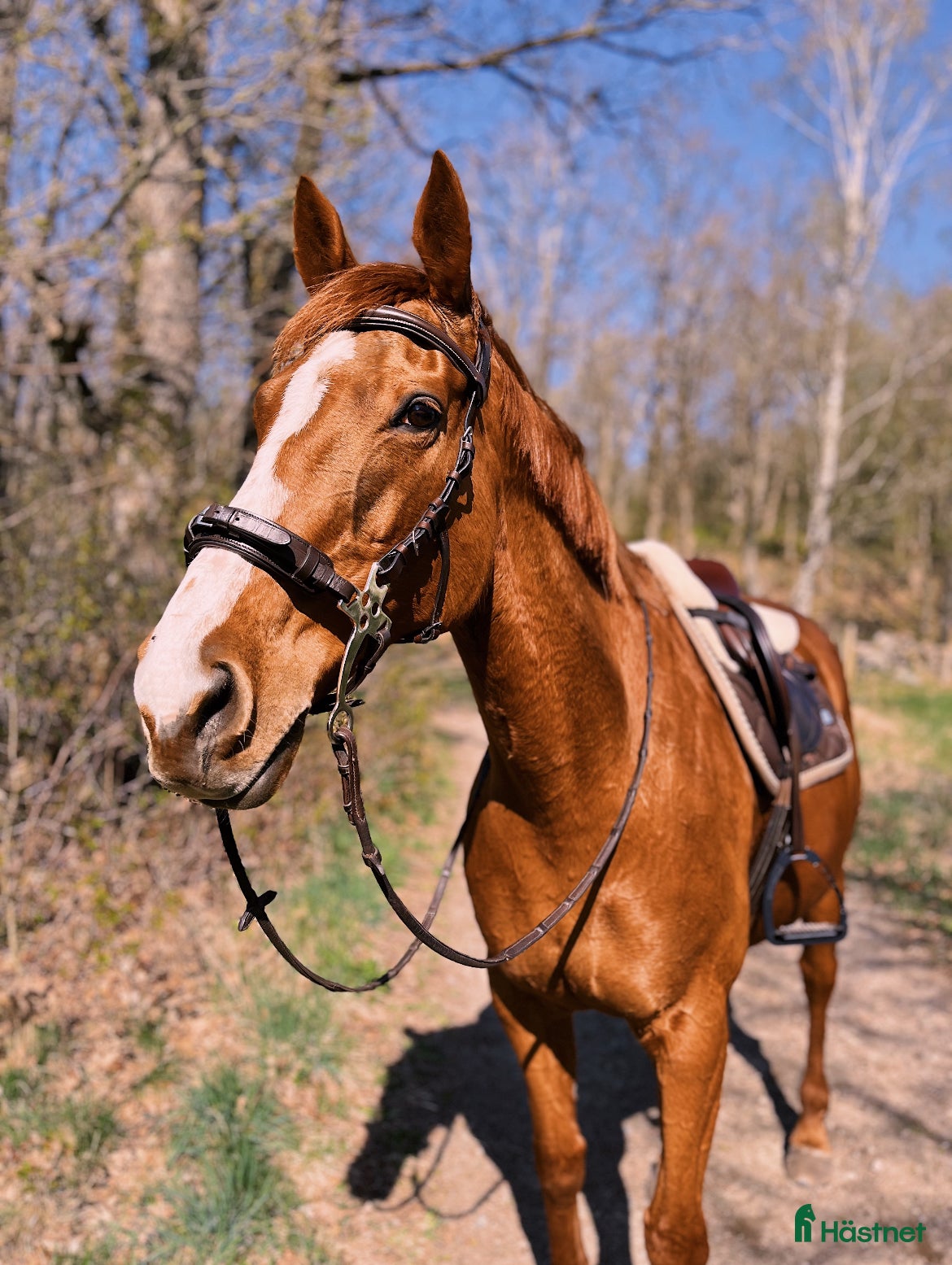  hästar En bästa vän - Annons 1
