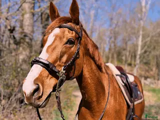 hästar En bästa vän - Annons 1