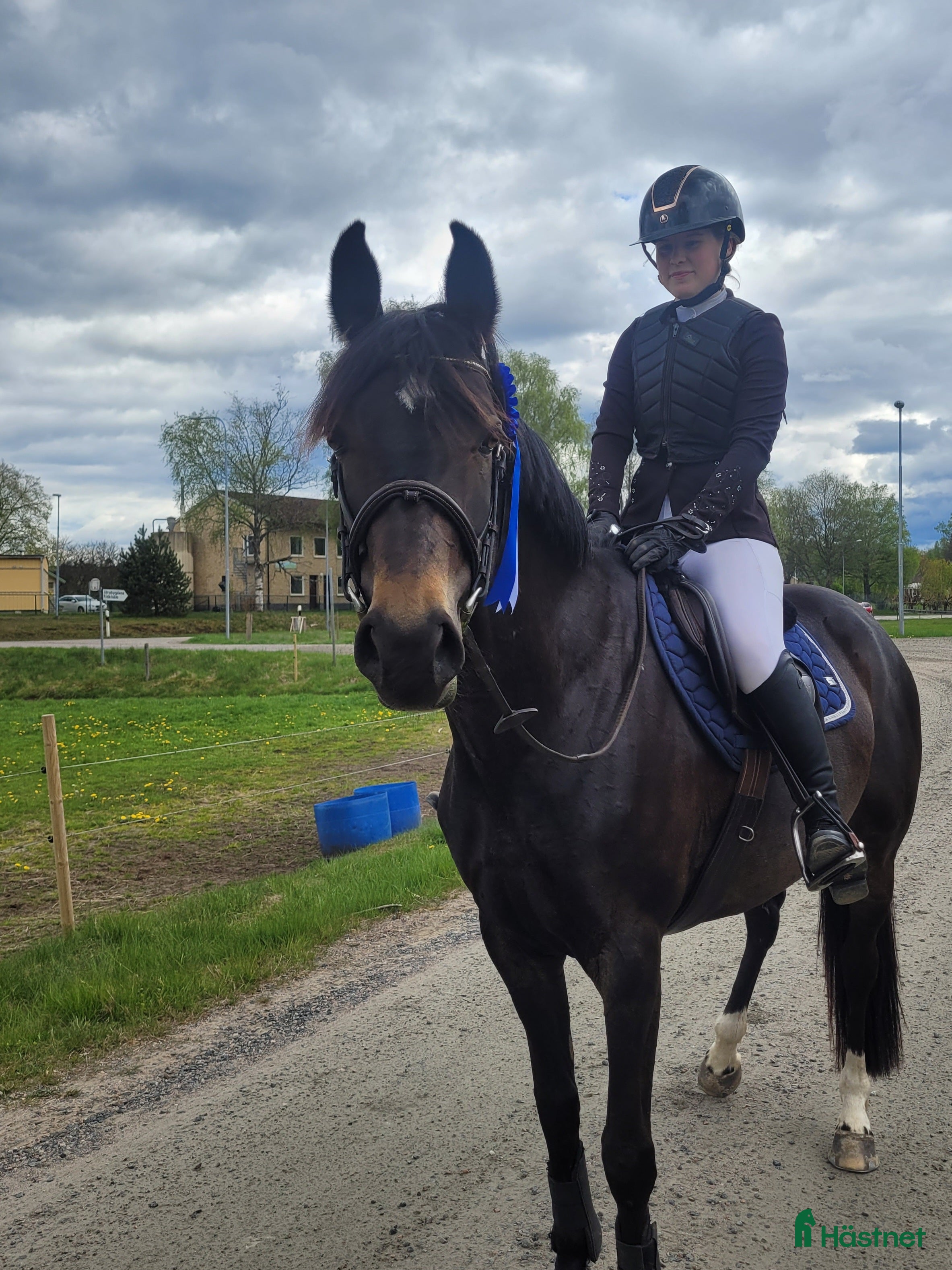  hästar Vackert allroundsto i Örby - Annons 13