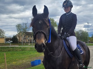 hästar Vackert allroundsto i Örby - Annons 20