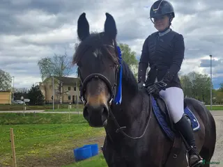 hästar Vackert allroundsto i Örby - Annons 13