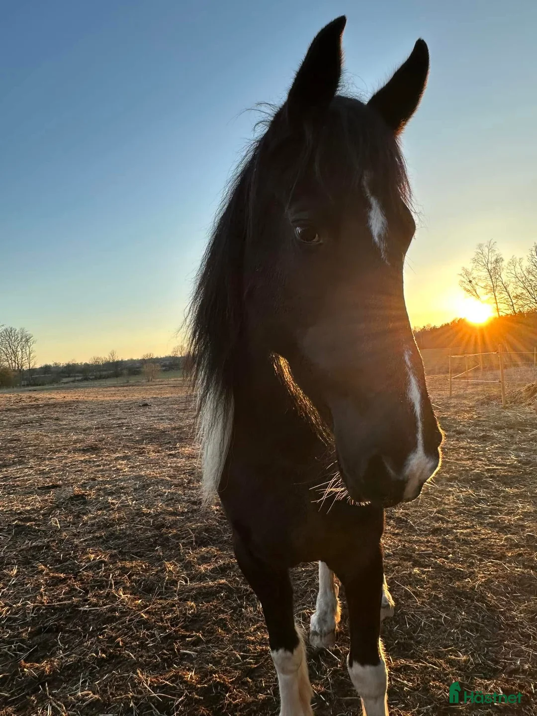 Allround hästar till salu: Barockpinto ston sagohästar i Köpingsvik - Annons 2