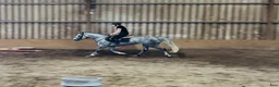 Allround hästar till salu: Gorgeous 158cm gelding  - Annons 8