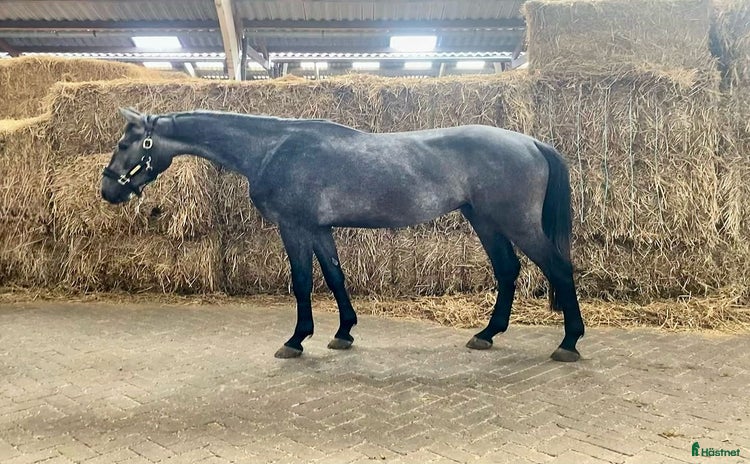  hästar i Limhamn - Annons 1