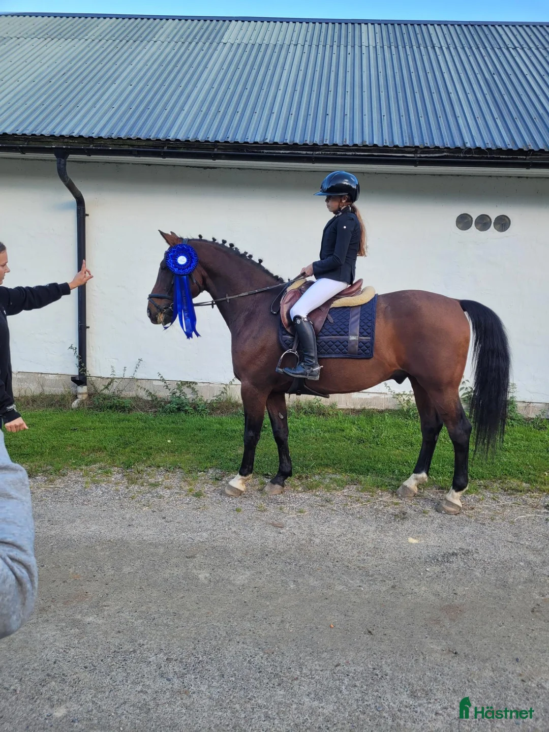 Allround hästar till salu: D- ponny med power och kapacitet! - Annons 1
