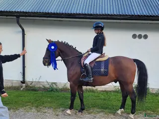 hästar D- ponny med power och kapacitet! - Annons 18