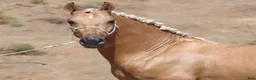 Dressyr hästar till salu: Palomino PRE hingst i Halmstad - Annons 4