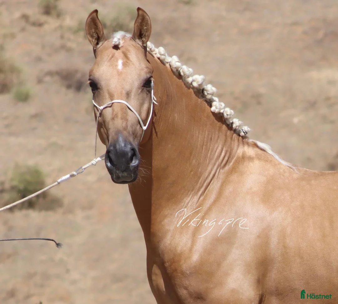 Dressyr hästar till salu: Palomino PRE hingst i Halmstad - Annons 4