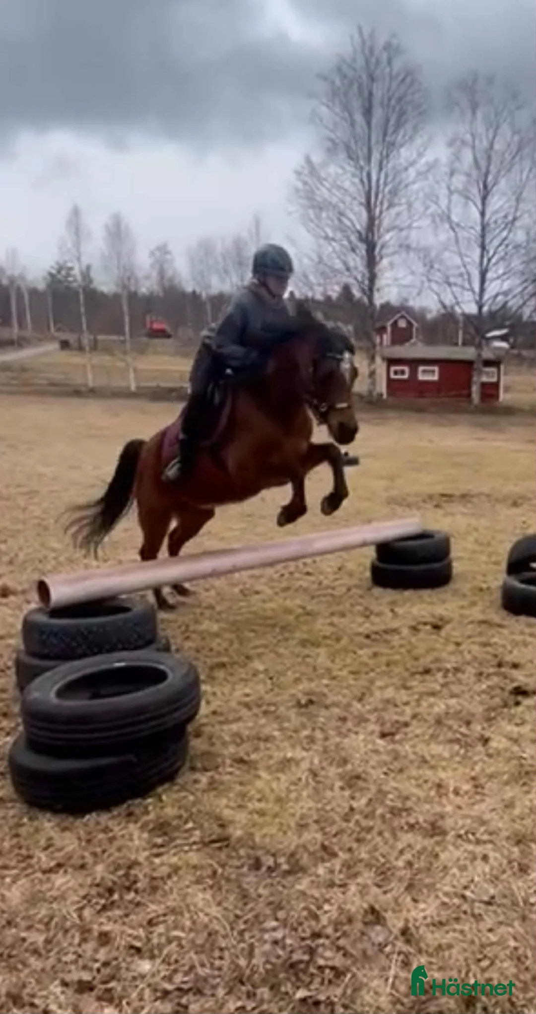 Allround hästar till salu: Personlig ponny med stor potential i Sågmyra - Annons 5