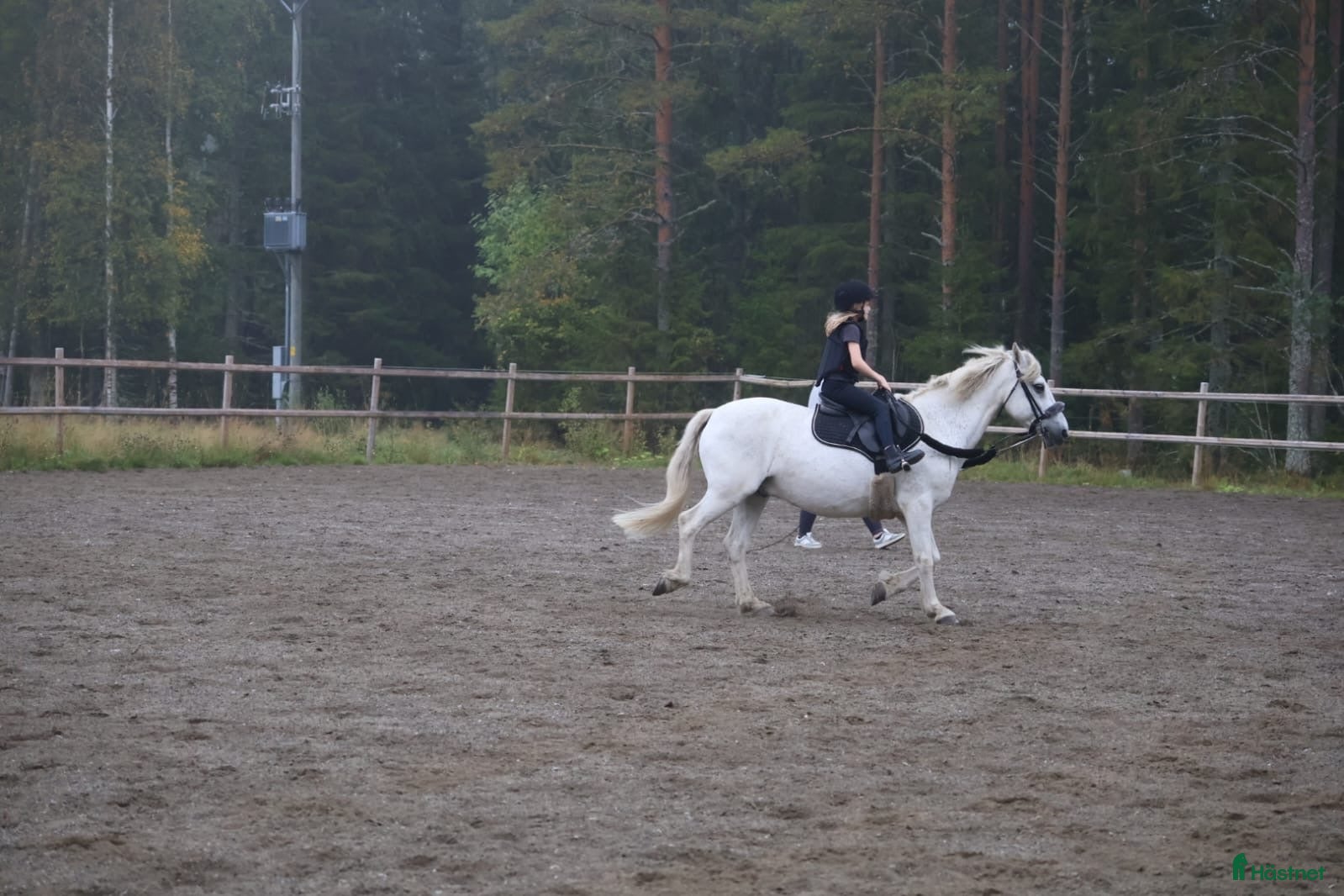  foderhäst Söker en läromästare och en bästa vän!  i Burträsk - Annons 6