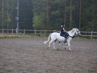 foderhäst Söker en läromästare och en bästa vän! i Burträsk - Annons 6