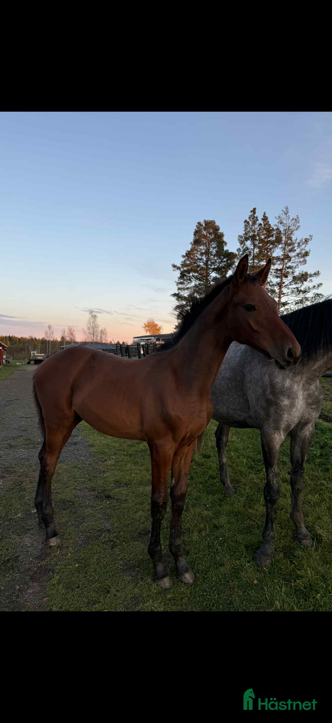 Hoppning hästar till salu: Flott hingst e Lloyd - Baloé HP i Karlstad - Annons 2