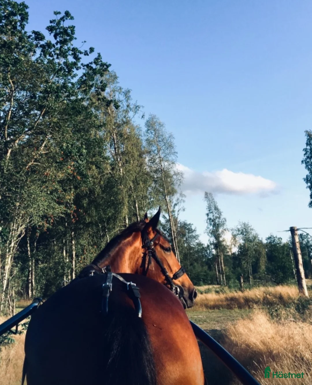 Sällskap hästar till salu: Intressekoll! Leasing/fodervärd - Annons 1