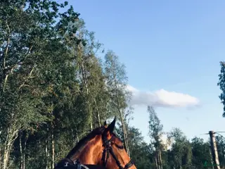 hästar Intressekoll! Leasing/fodervärd - Annons 6