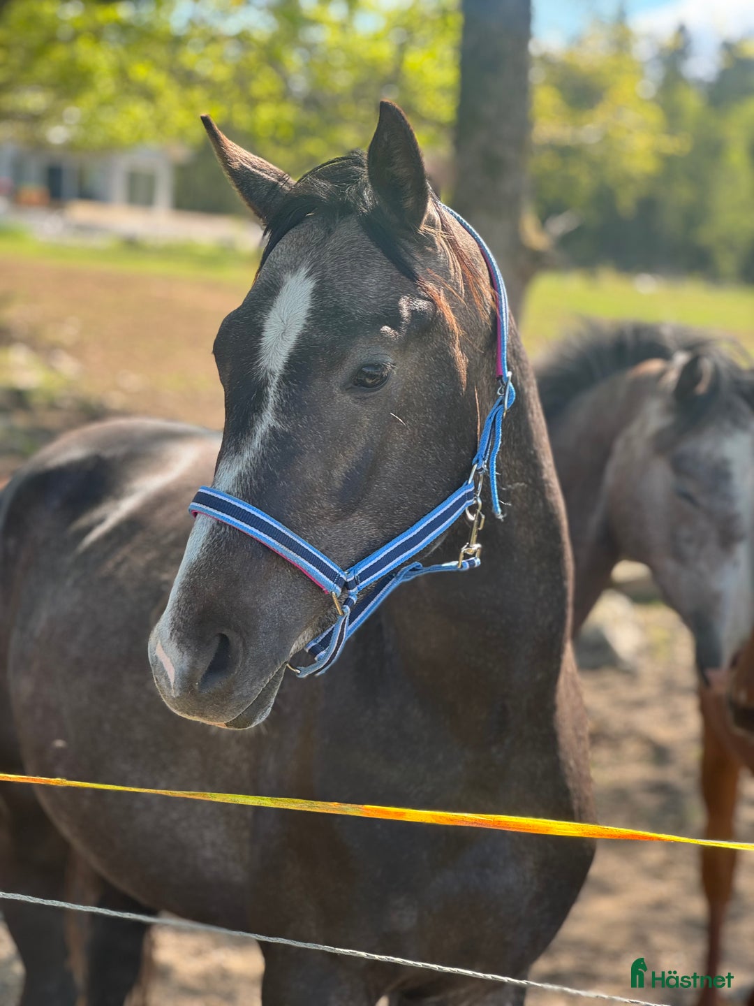 Allround hästar till salu: Valack med utstrålning!  i Hindås - Annons 2