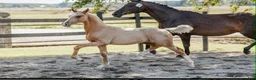 Dressyr hästar till salu: Ett framtidslöfte för den kräsna i Strängnäs - Annons 1
