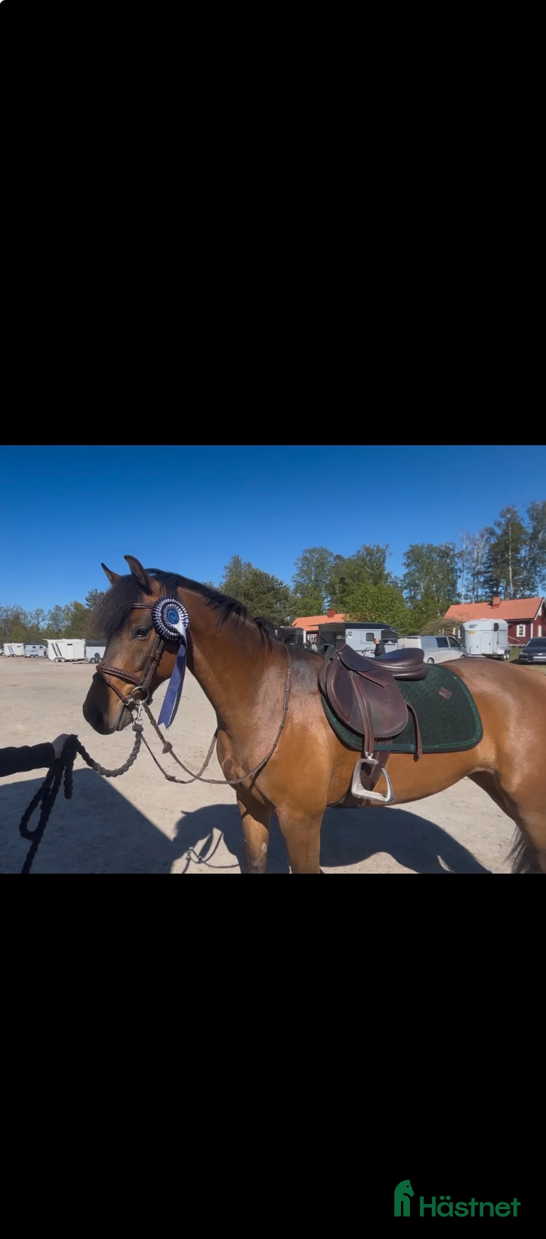 Hoppning hästar till salu: Ungponny, welsh/swb för hoppning. - Annons 2