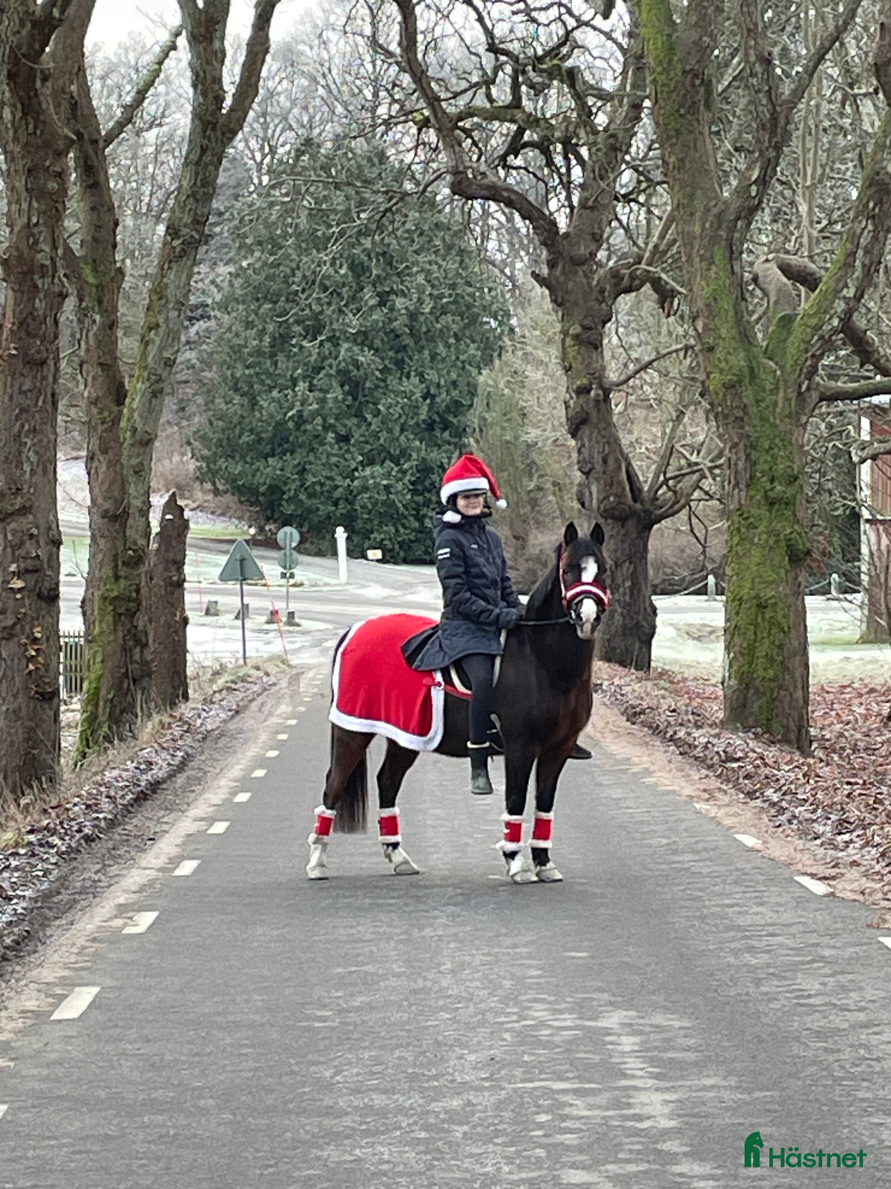  hästar Lyxig läromästare! i Veddige - Annons 14