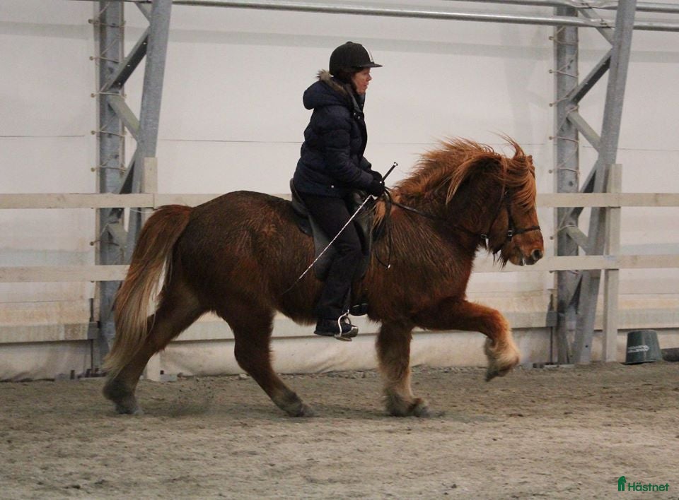  hästjobb Jobb på islandshästgård! i Mysen - Annons 3