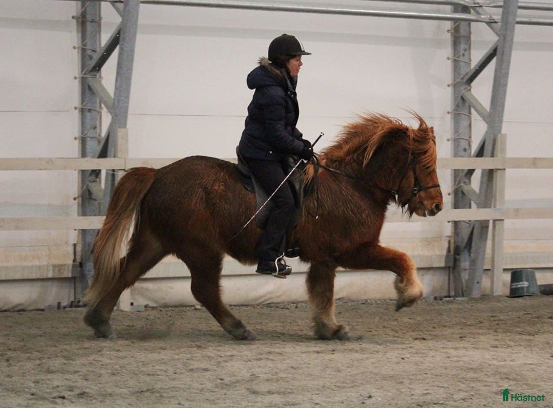  hästjobb finnes: Jobb på islandshästgård! i Mysen - Annons 1