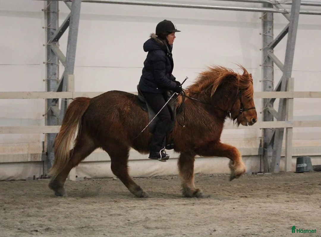 hästjobb finnes: Jobb på islandshästgård! - Annons 1