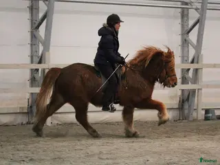 hästjobb Jobb på islandshästgård! - Annons 1