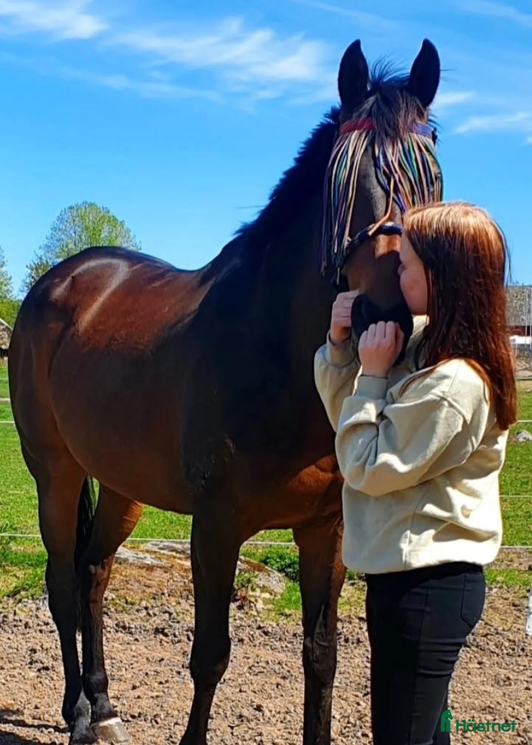 Allround hästar till salu: Fin kille söker nytt hem - Annons 4