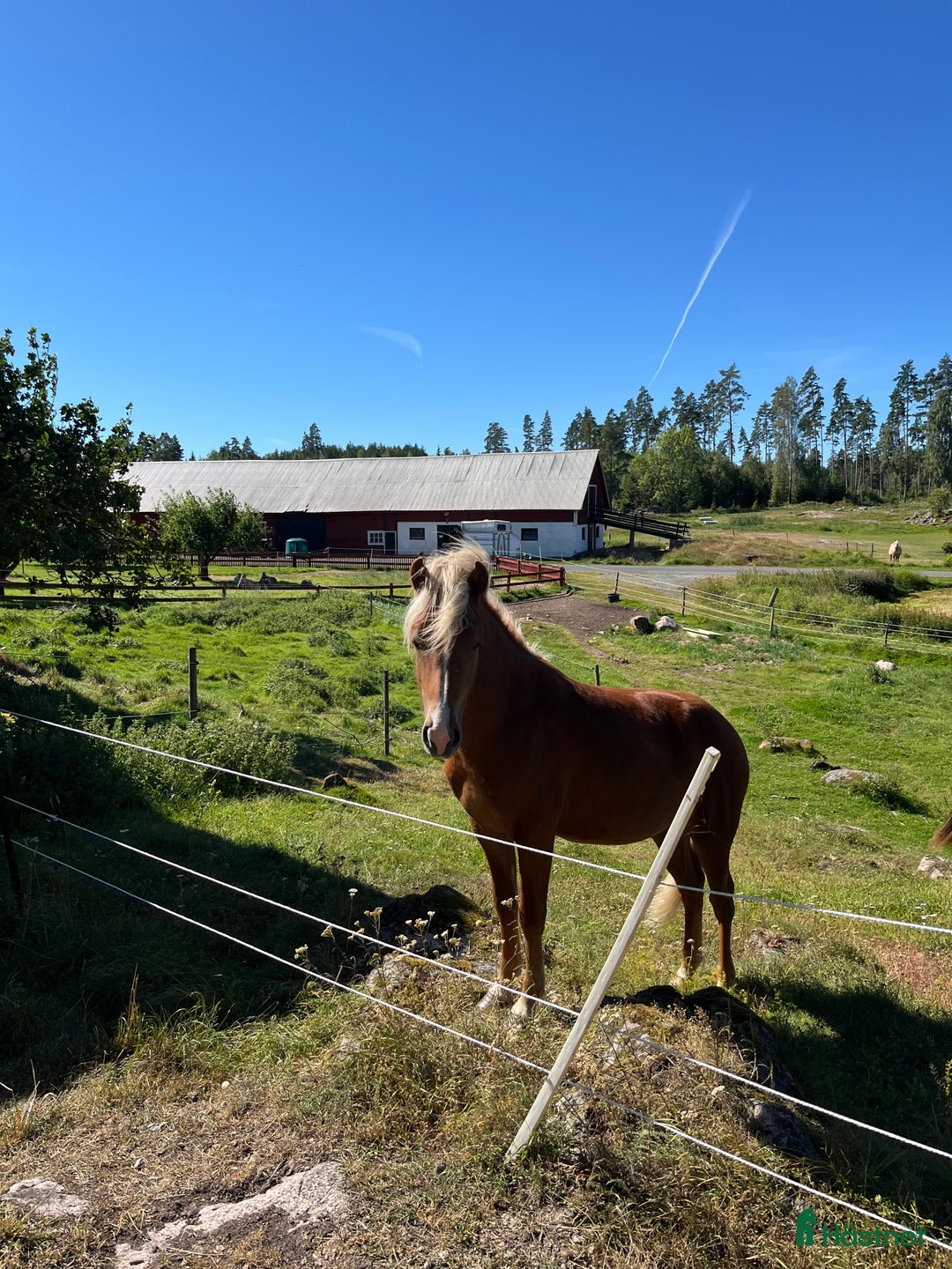 Island hästar till salu: Snäll charmig och snygg hingst i Nässjö - Annons 15