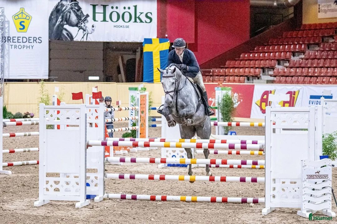 Hoppning hästar till salu: Välutbildad hopphäst - Annons 2