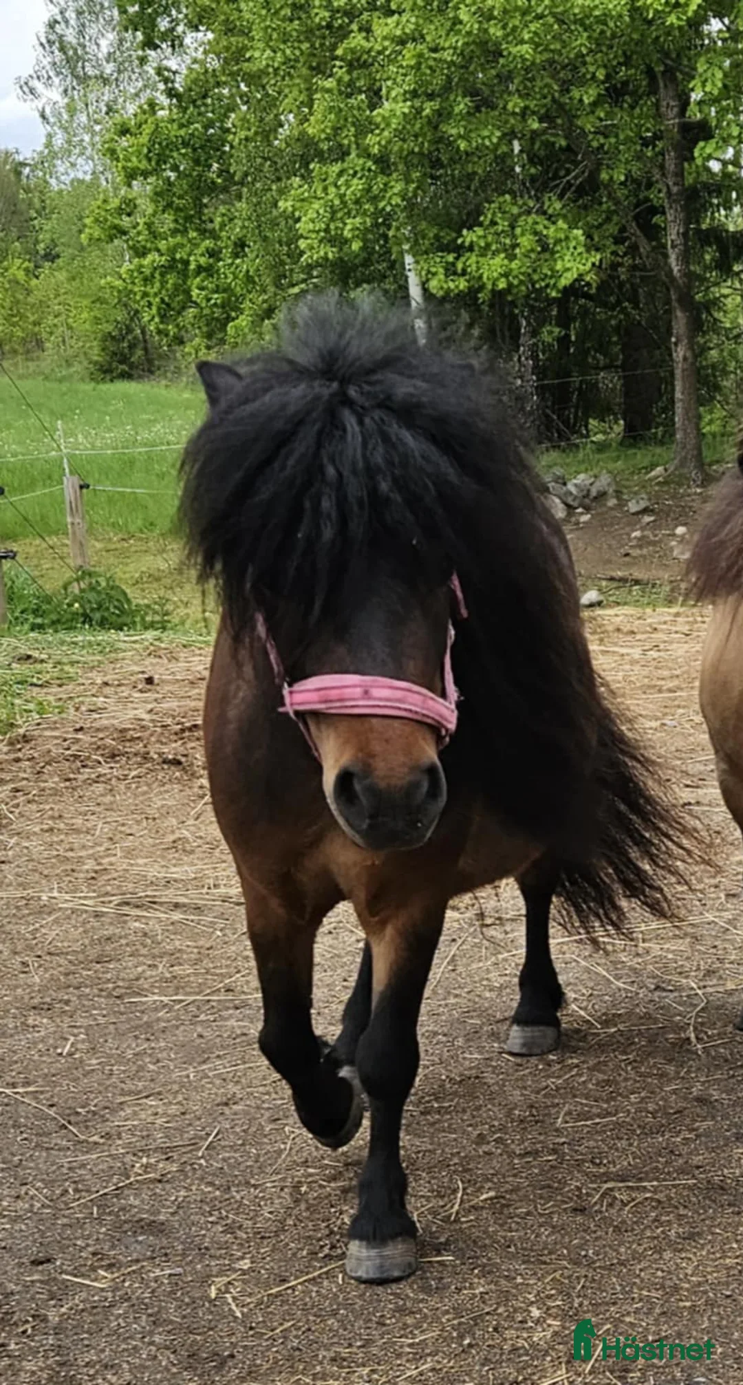 Övrigt hästar till salu: Minishettis - Annons 1