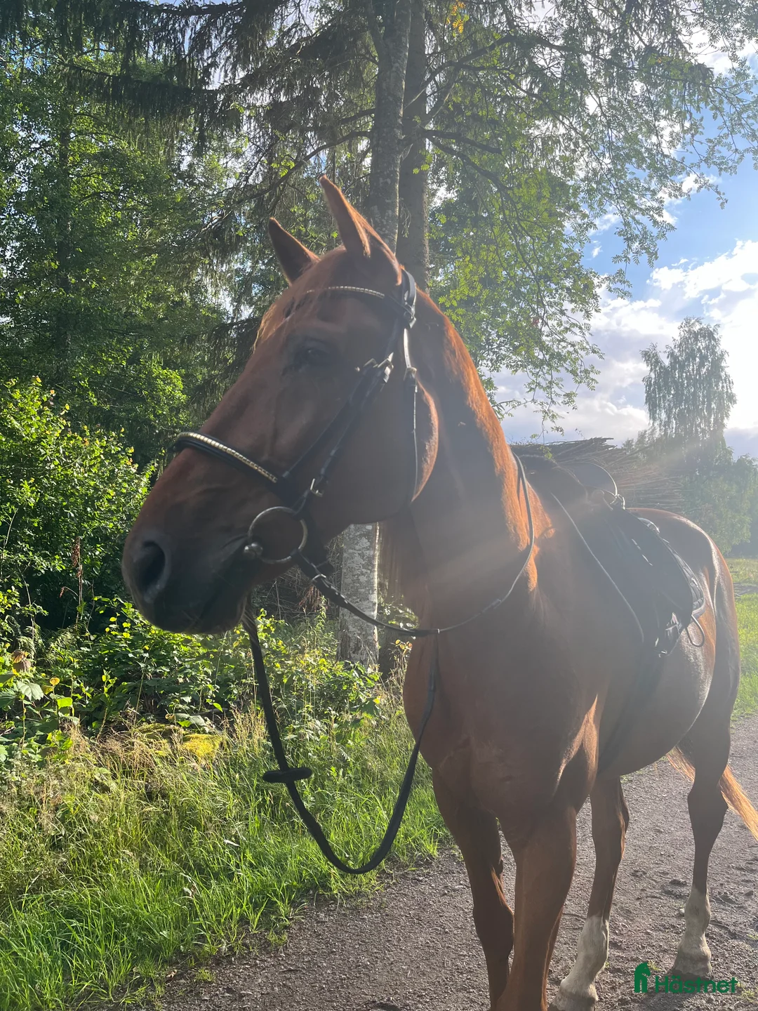 Allround hästar till salu: Social och glad kille i Kalmar - Annons 4