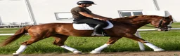 Allround hästar till salu: Top coloured dressage & driving Champion - Annons 13