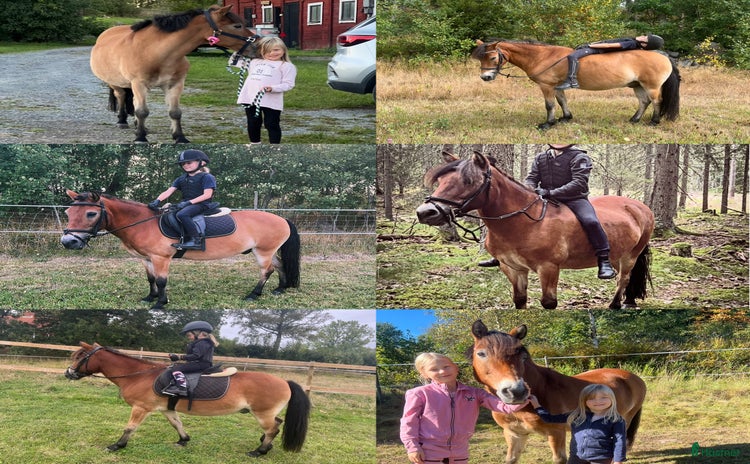  hästar i Vetlanda - Annons 3