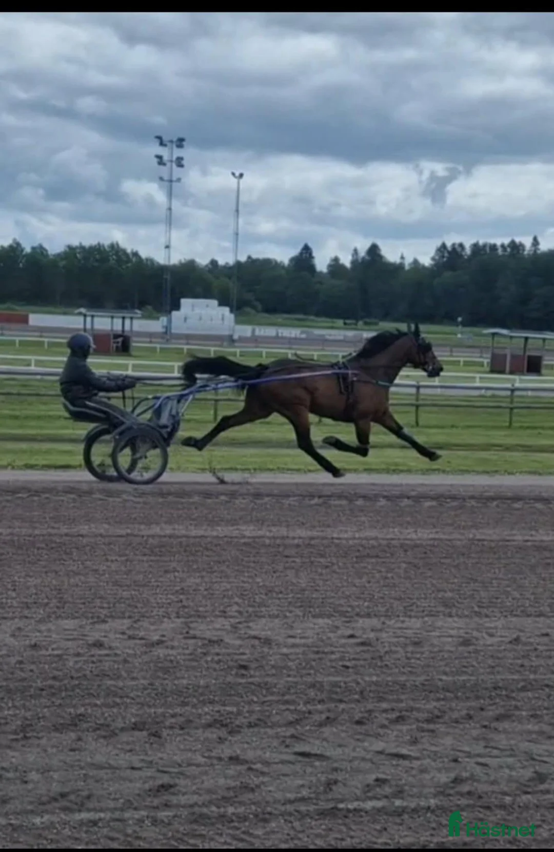 Allround hästar till salu: Trav/ skogsmulle/ promenadhäst - Annons 2