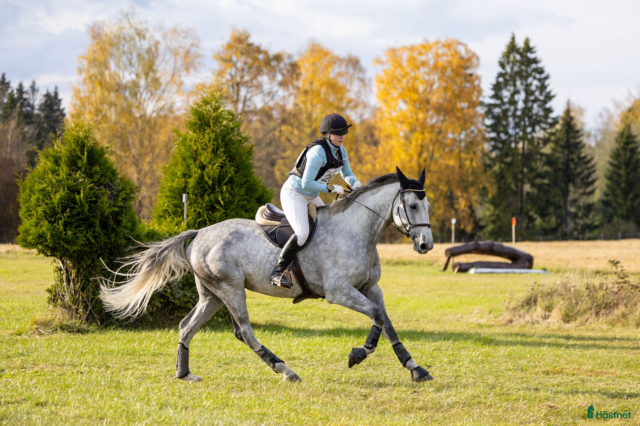  hästar 7 y/o eventing horse for the future. i Jessheim - Annons 6