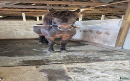 Island hästar till salu: Fint sto  i Sölvesborg - Annons 2