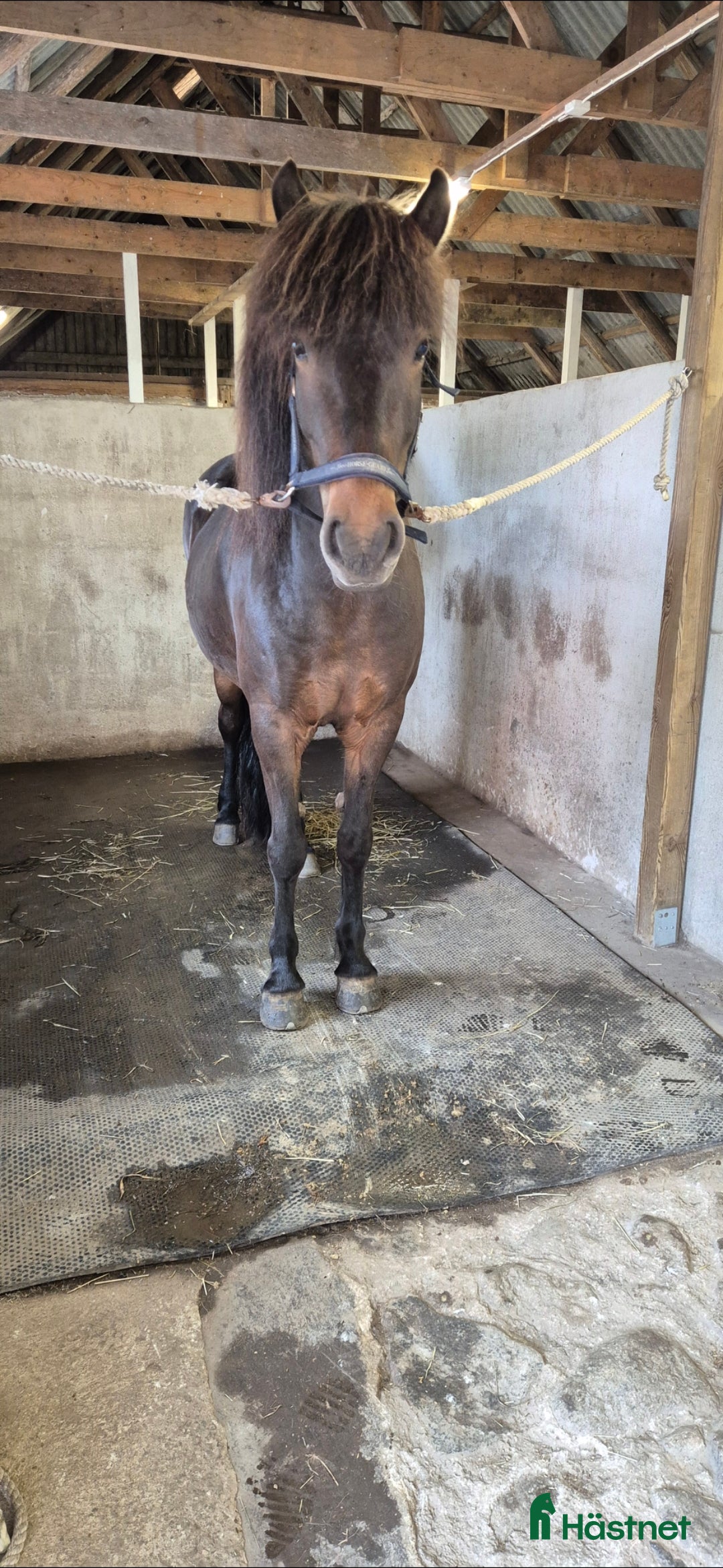 Island hästar till salu: Fint sto  i Sölvesborg - Annons 2