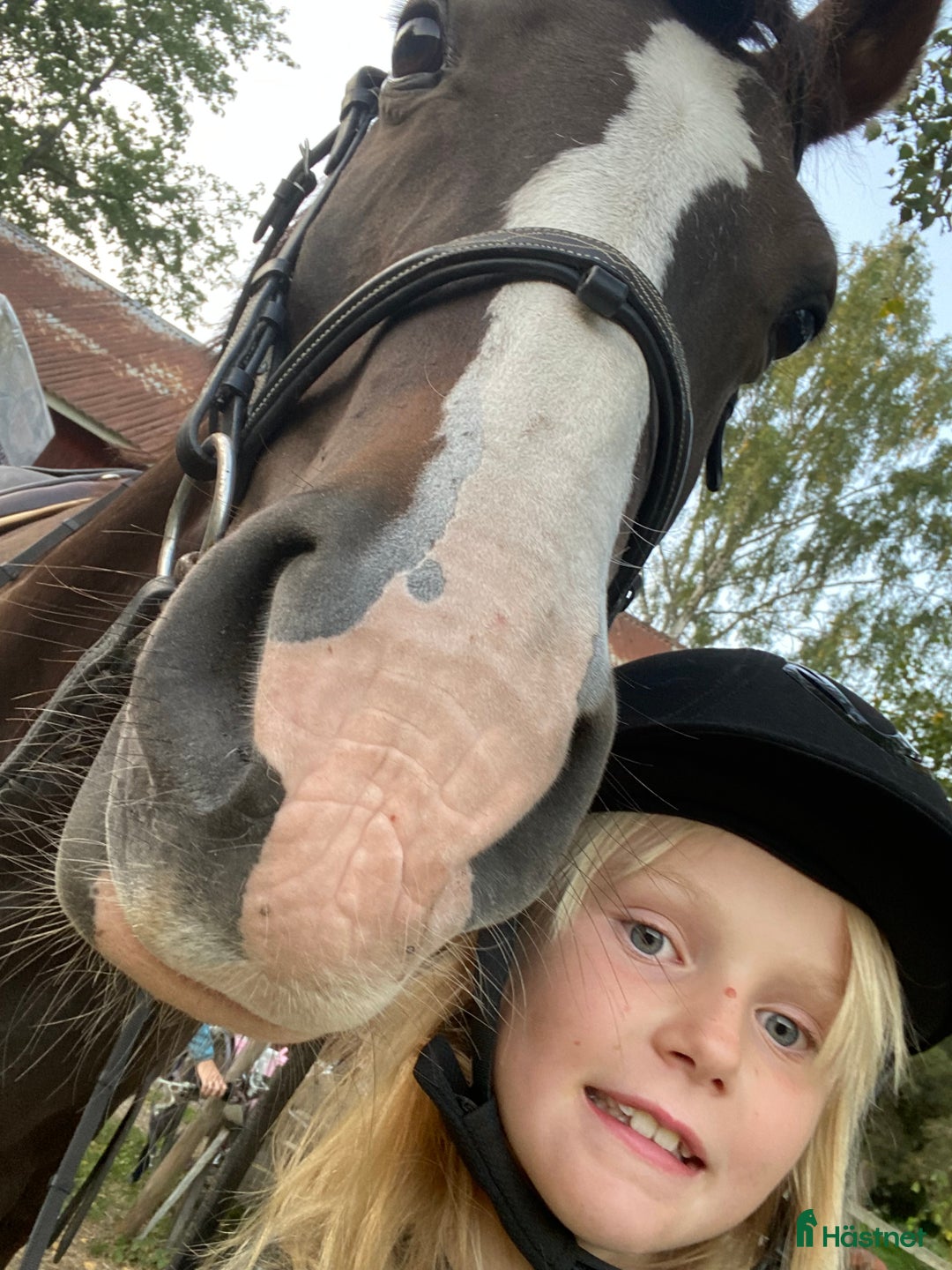 Allround hästar sökes: Trygg B-ponny sökes! 🐴 i Österhaninge - Annons 2