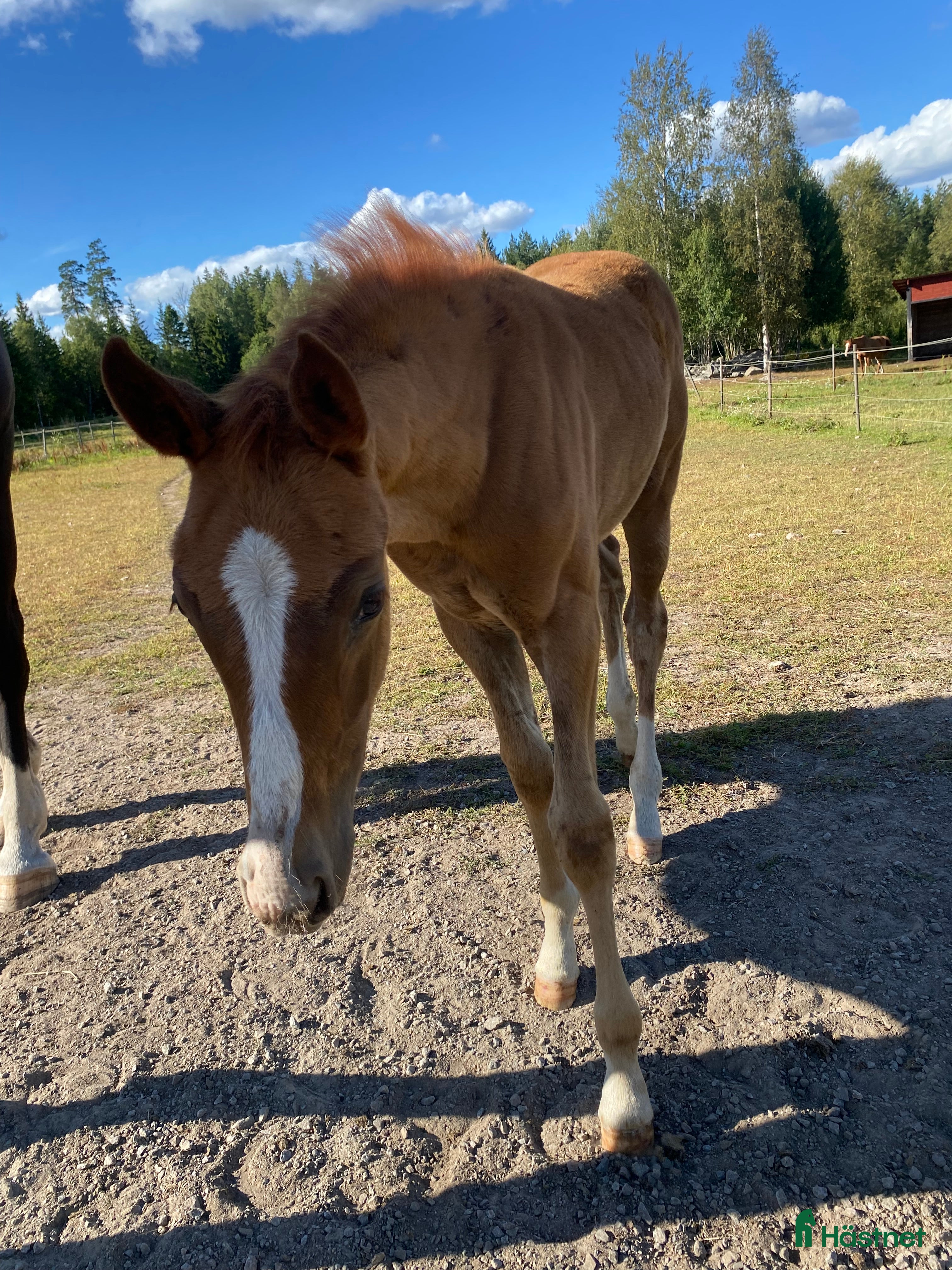  hästar 1-årigt sto för fälttävlan 🌟 - Annons 1