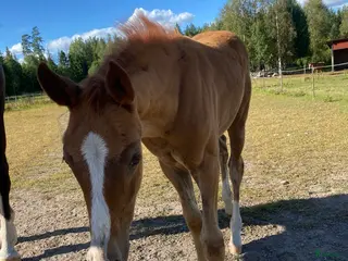 hästar 1-årigt sto för fälttävlan 🌟 - Annons 7