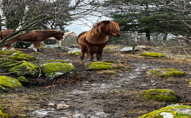  stallplats i Västerås - Annons 9