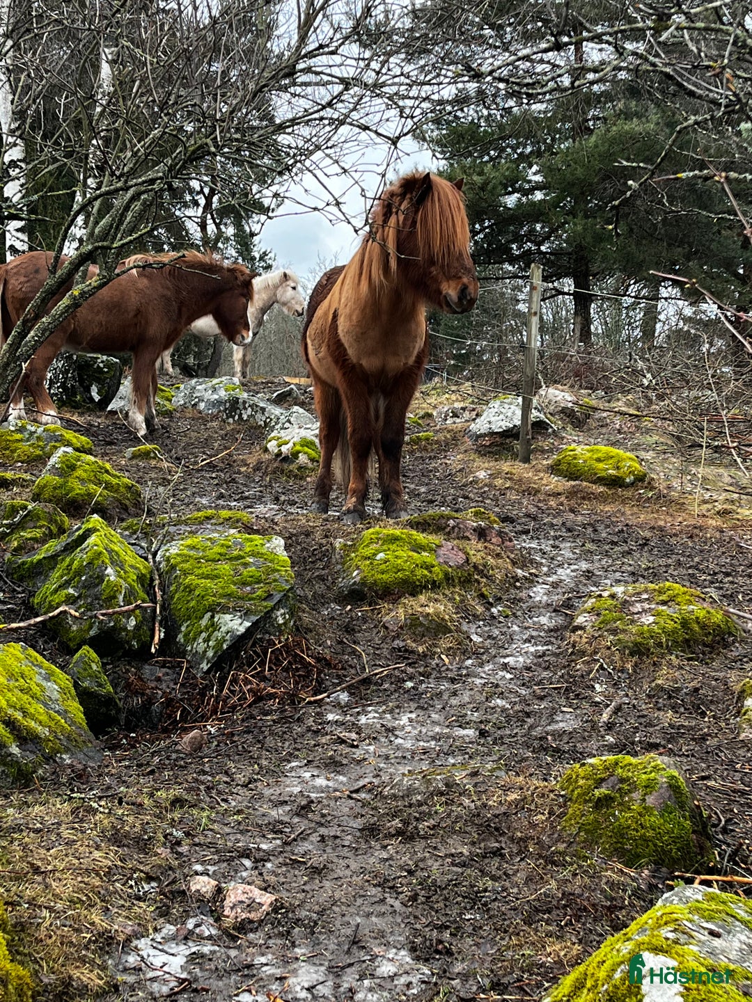  stallplats finnes: Boxplats och lösdrift  i Västerås - Annons 1