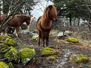 stallplats Boxplats och lösdrift i Västerås - Annons 15