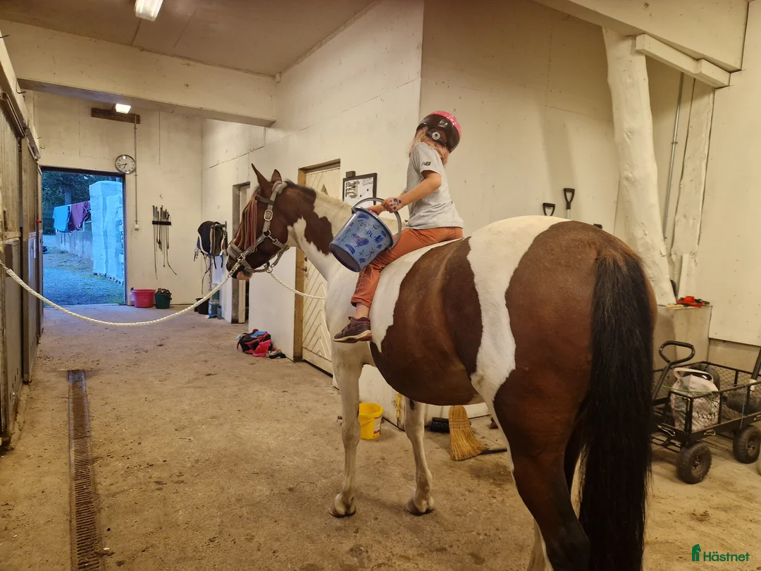  medryttarhäst finnes: Söker medryttare för längre samarbete - Annons 5